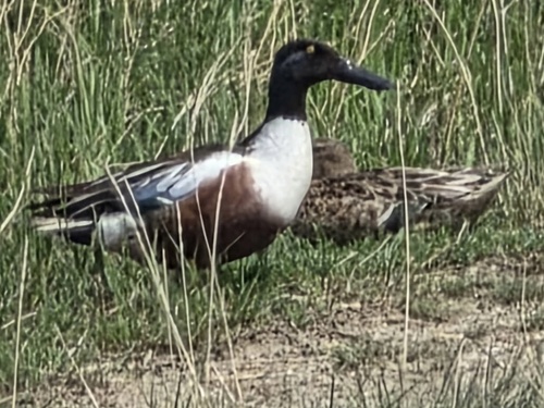 Northern Shoveler