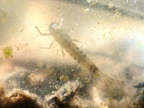 iNaturalist observation photo of Ameletus