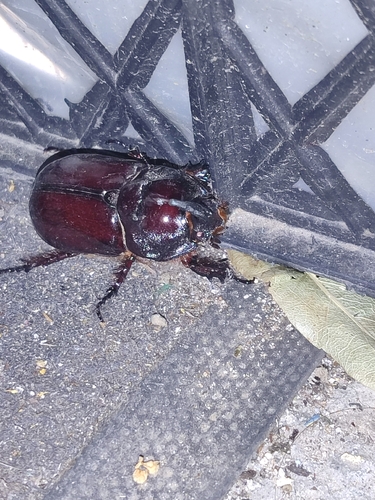 European Rhinoceros Beetle