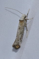 Pseudoswammerdamia combinella
