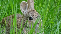 Sylvilagus floridanus
