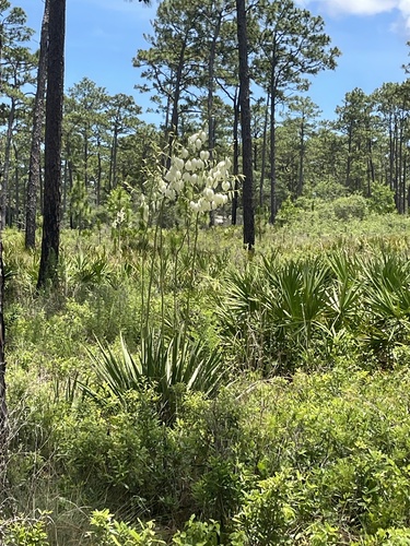 common yucca