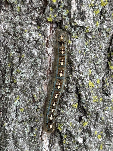 Forest Tent Caterpillar Moth