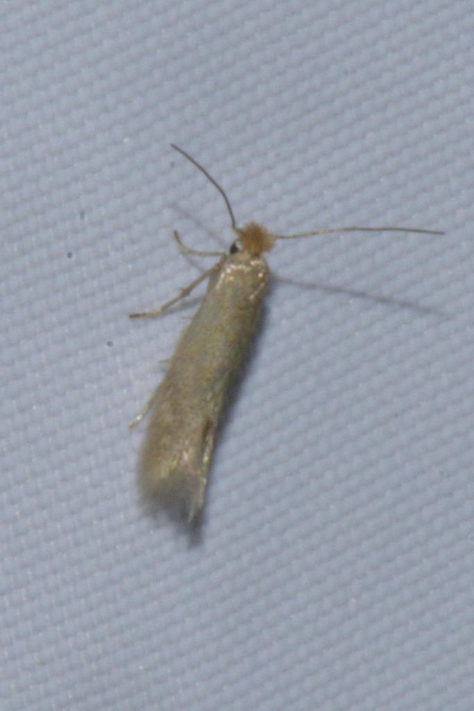 Crested Bent-wing
