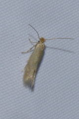 Bucculatrix cristatella