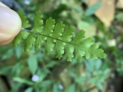 Asplenium inaequilaterale