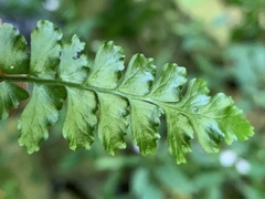 Asplenium inaequilaterale