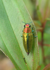 Philocteanus