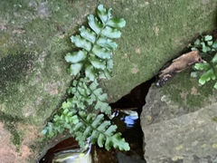 Asplenium inaequilaterale