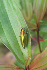 Philocteanus
