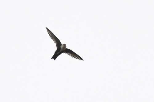 White-throated Swift