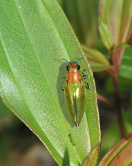 Philocteanus