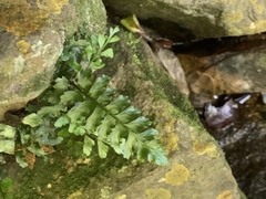 Asplenium inaequilaterale