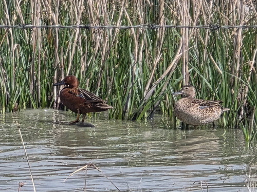 Cinnamon Teal
