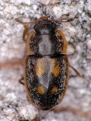 Epuraea flavomaculata
