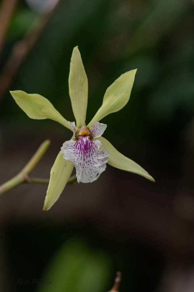Encyclia ambigua (Lindl.) Schltr. 2