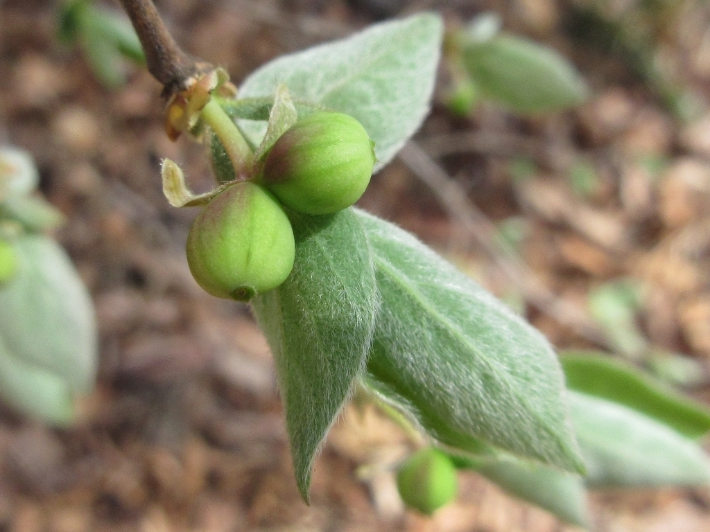 Lonicera praeflorens  iNaturalist