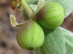 Lonicera praeflorens