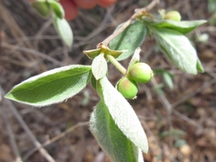 Lonicera praeflorens