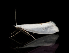 Eucalantica polita