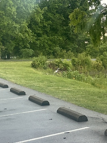 iNaturalist image