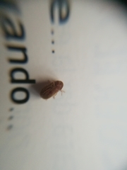 Stegobium