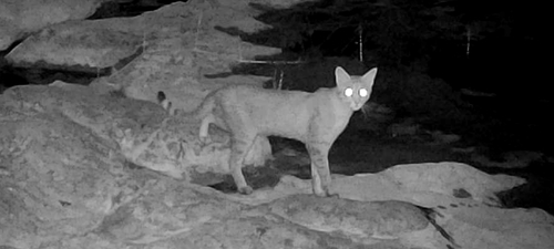 North African Wildcat
