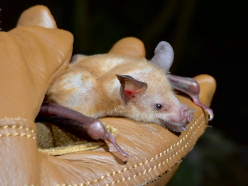 Buffy Flower Bat