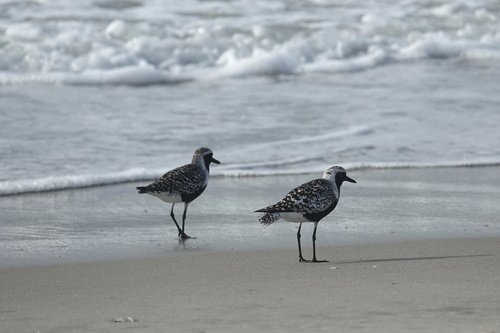 iNaturalist image
