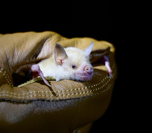 Jamaican Flower Bat