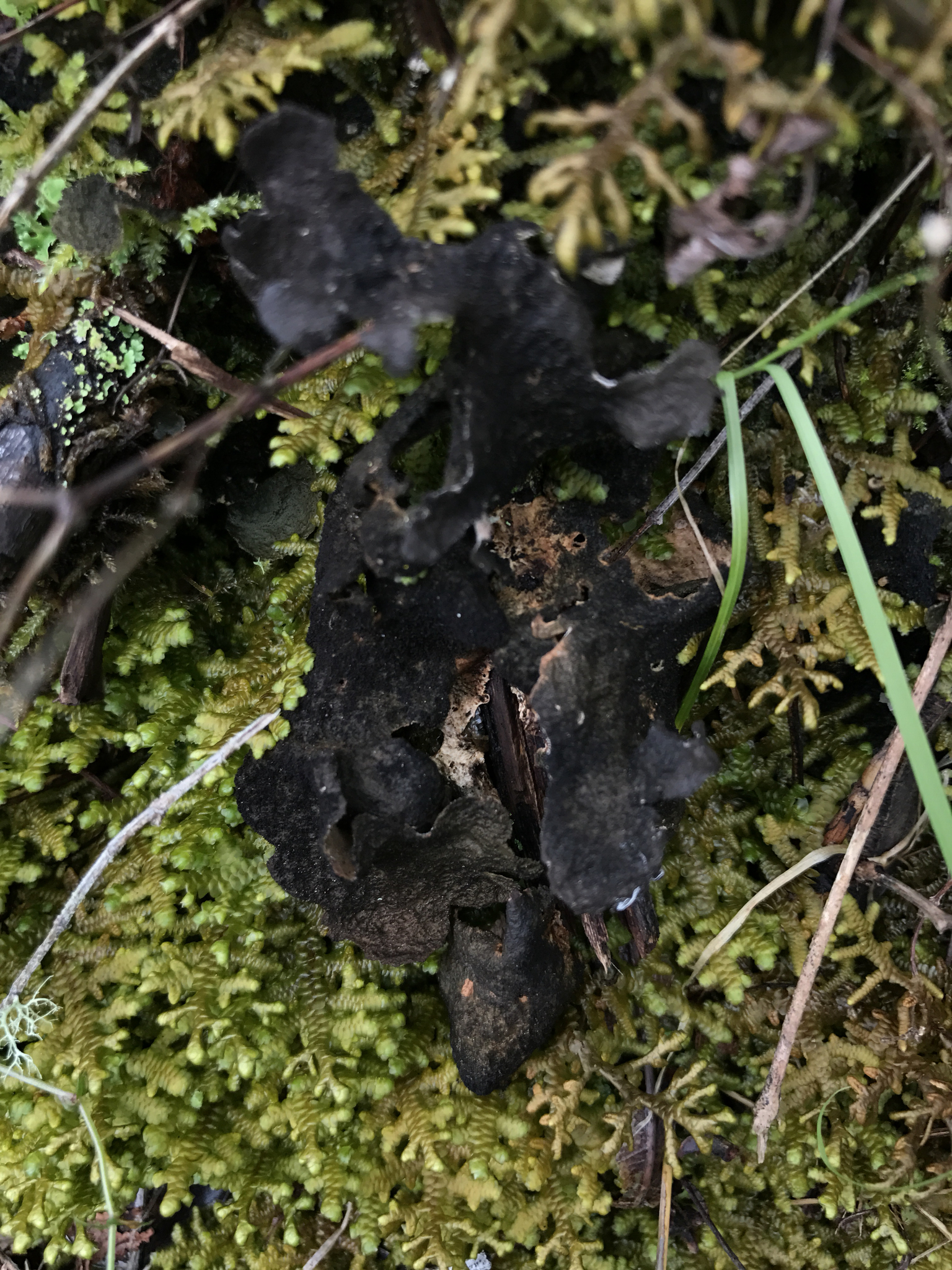Sticta fuliginosa image
