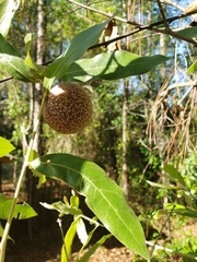 Amphibolips quercuscinerea