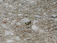 Xanthorhoe biriviata