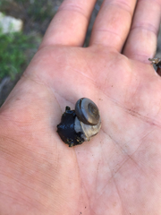 Cahuillus indioensis