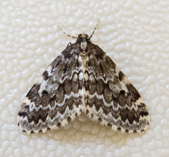 Malacodea pulchraria