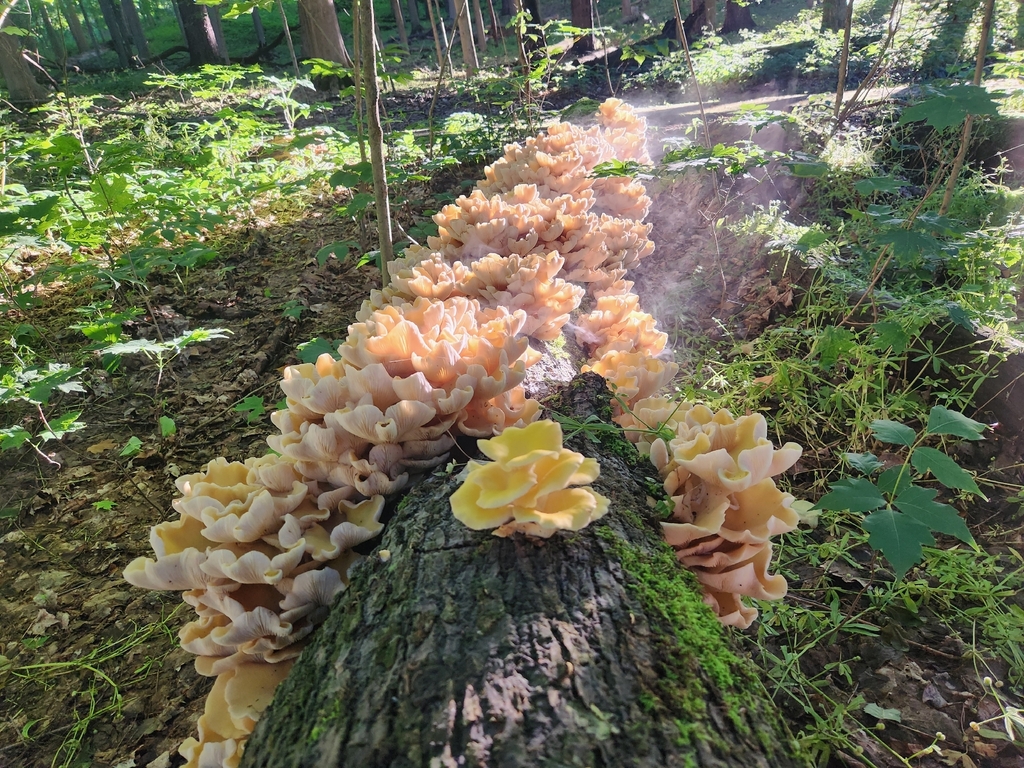Golden Oyster Mushroom · June 2026 · photo: Photo: (c) Sarah Johnson, some rights reserved (CC BY) · iNaturalist