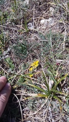 Genista albida