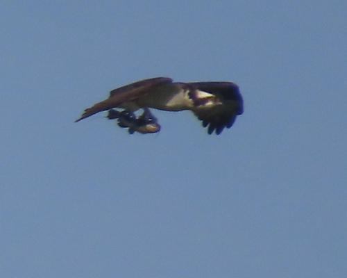 iNaturalist image