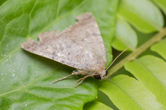 Pandesma quenavadi