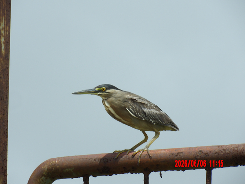 iNaturalist image