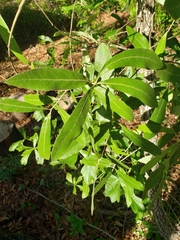 Amphibolips quercuscinerea