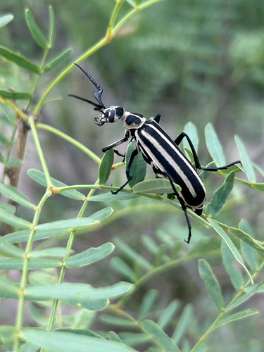 Black-striped Blister Beetle