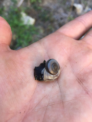 Cahuillus indioensis