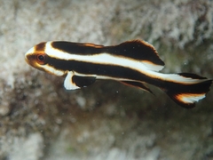 Plectorhinchus lessonii