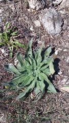 Echium italicum biebersteinii