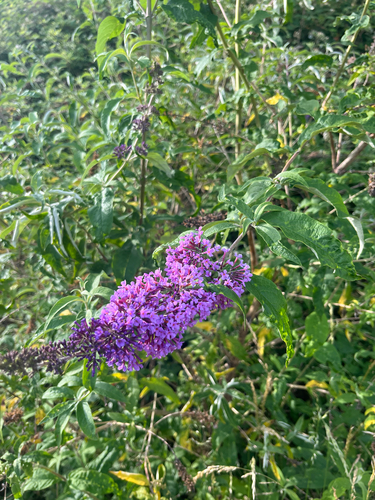 Butterfly bush