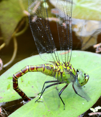 Coryphaeschna adnexa
