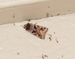 Cerastis enigmatica