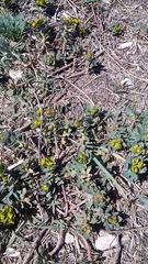 Euphorbia glareosa