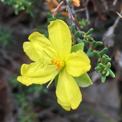 Hibbertia cistoidea